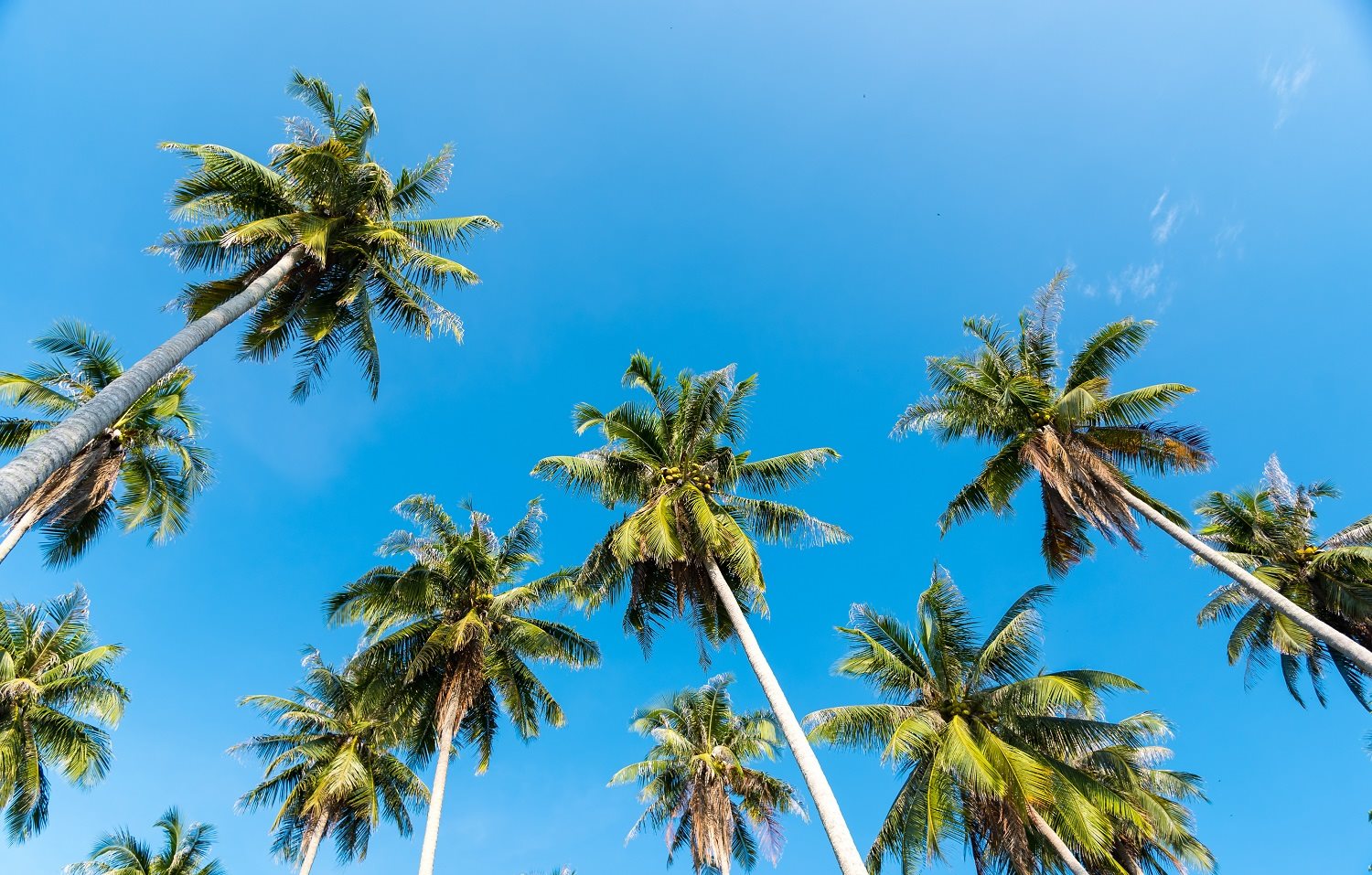 hollywood-palm-trees.jpg